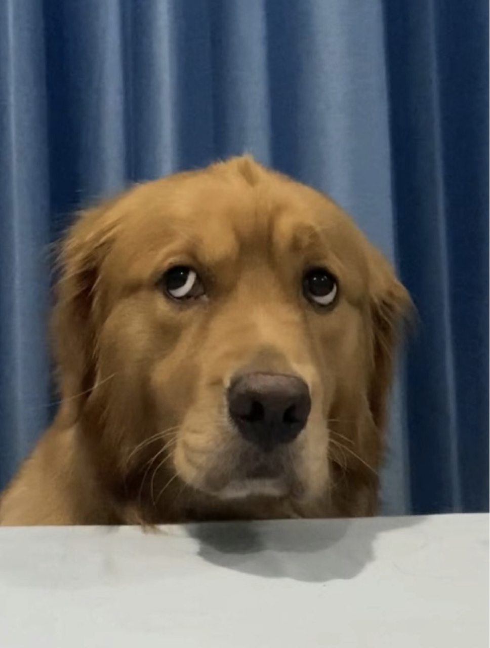 网友:一身反骨,爱翻白眼的修狗,我应该是做了什么对不起它的事吧