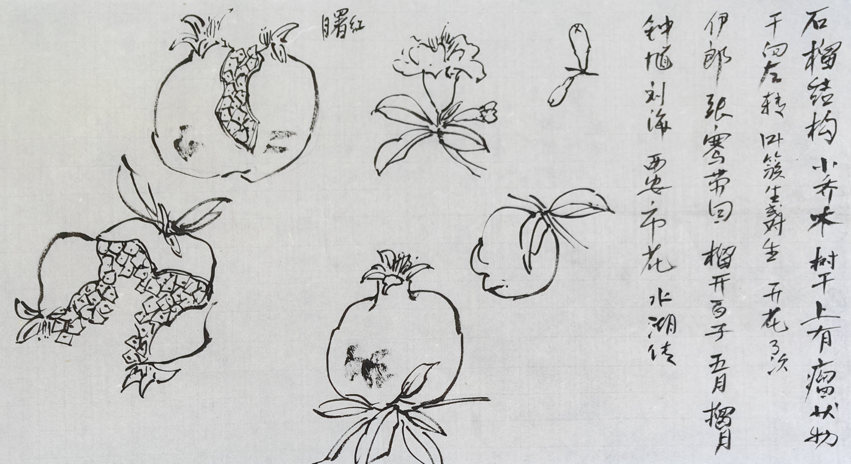 石榴国画写意技法讲解