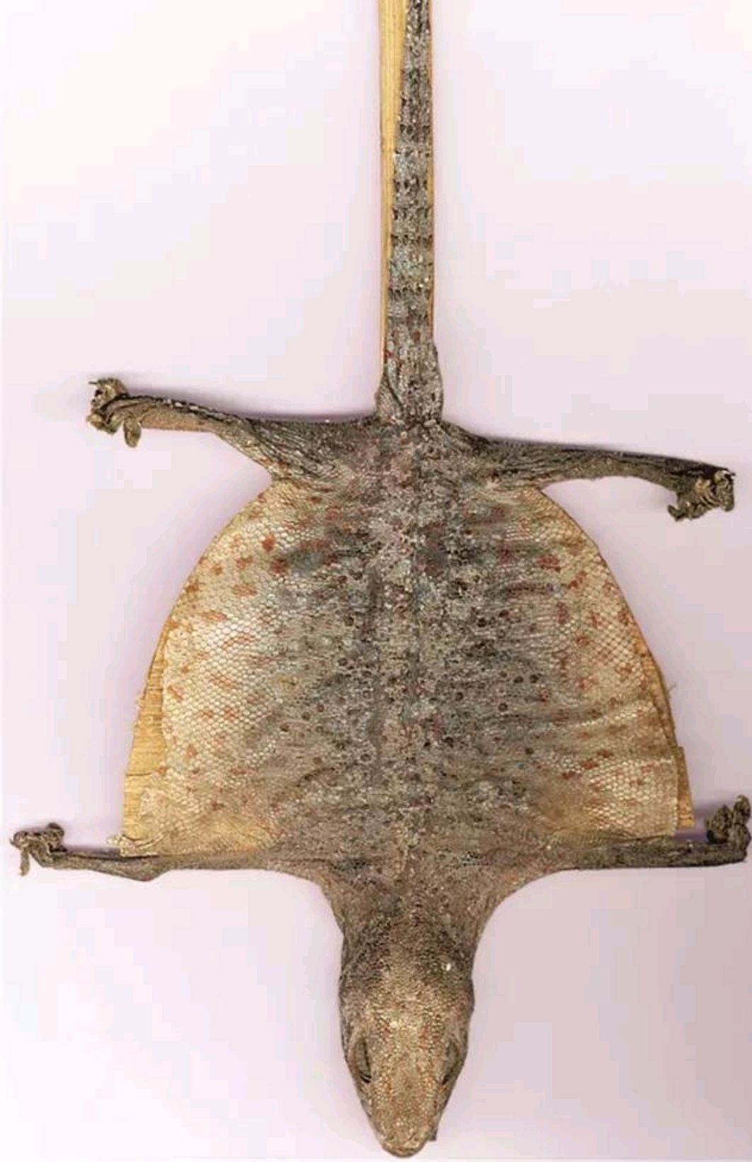 滋阴清肺,止咳定喘的"蛤蚧定喘丸"