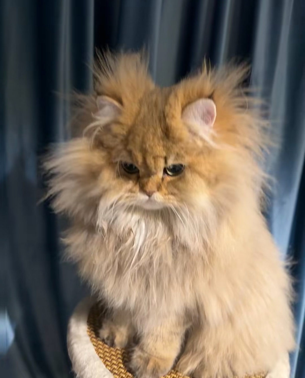 谁家小猫咪舔毛技术这样啊?