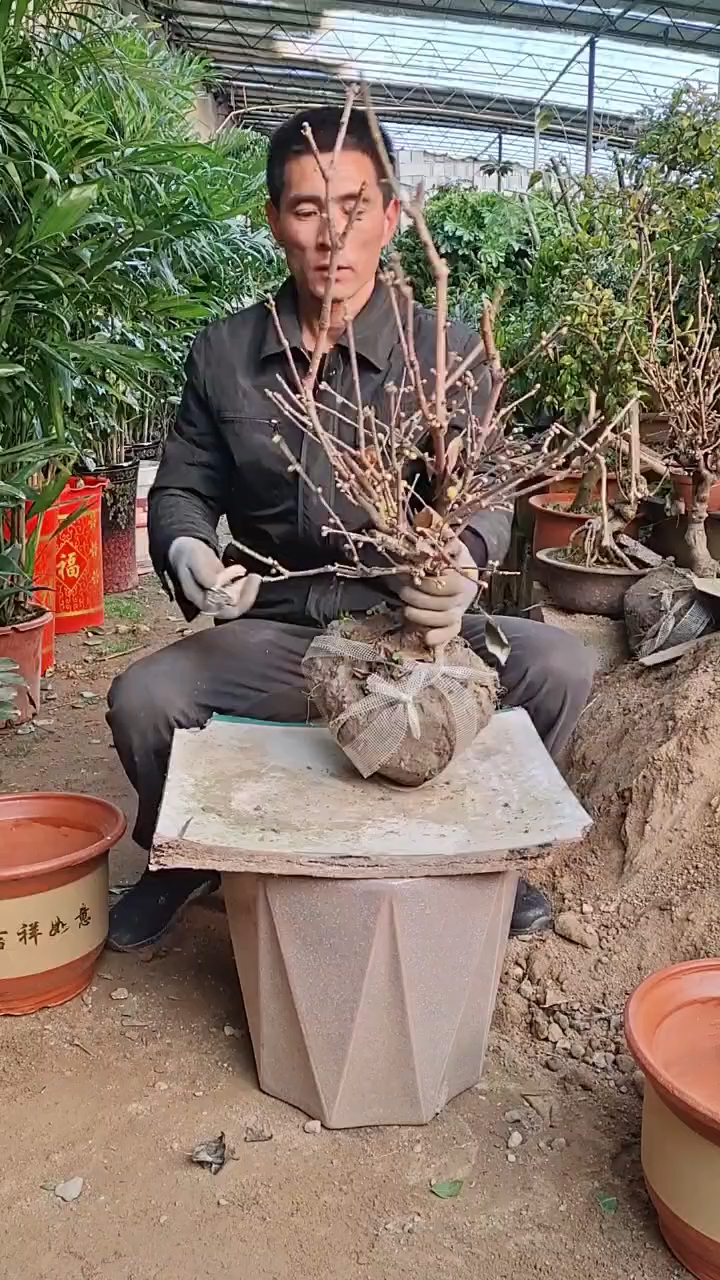 落叶后的腊梅最适合修剪