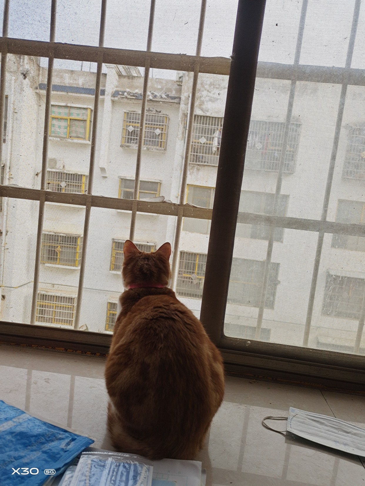 看着窗外的猫咪