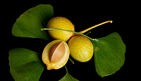 银杏为什么是裸子植物