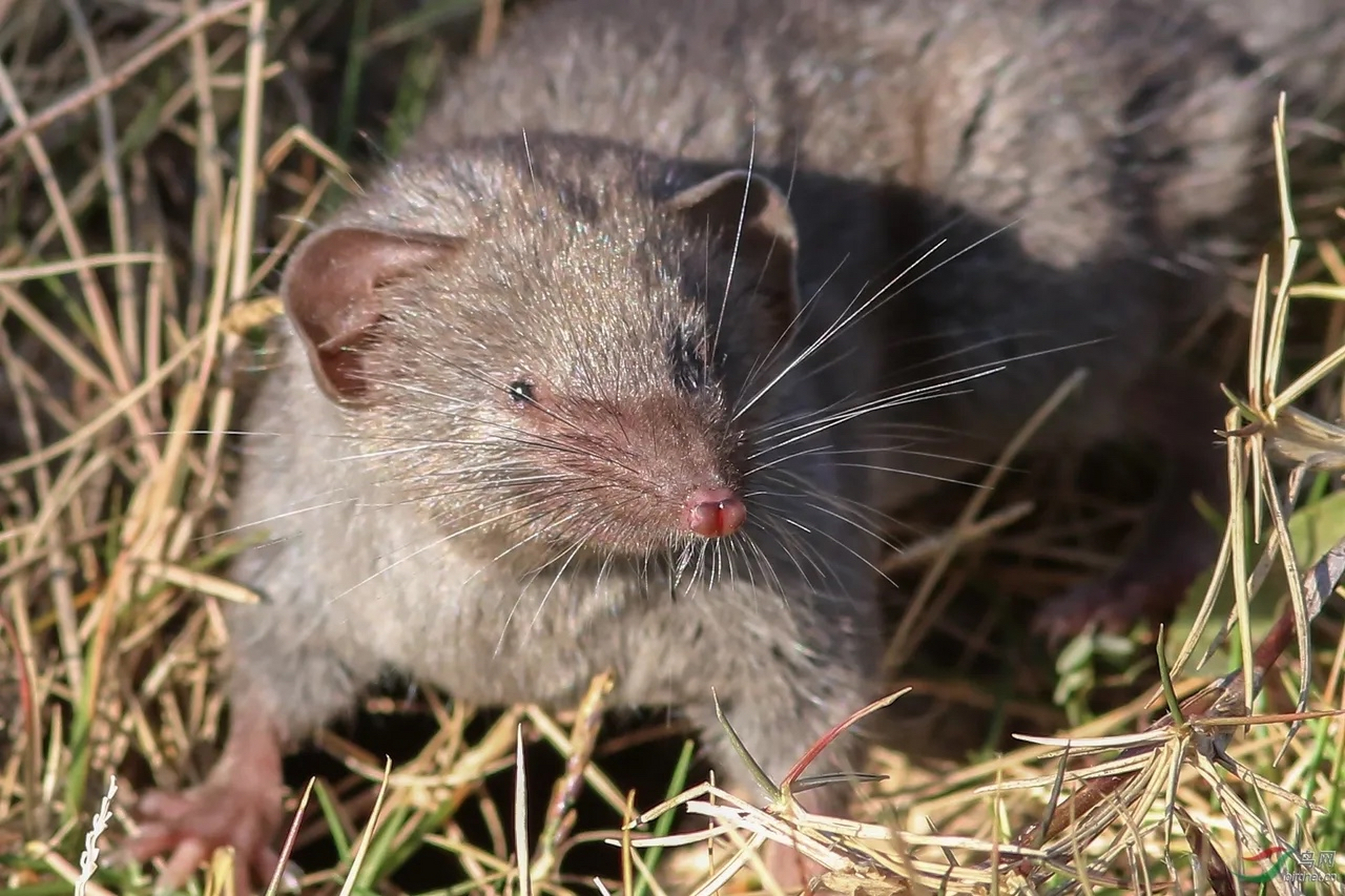 5月20日,广东封开一网友,拍到数只"老鼠"互咬尾巴,连成一串开启蛇形