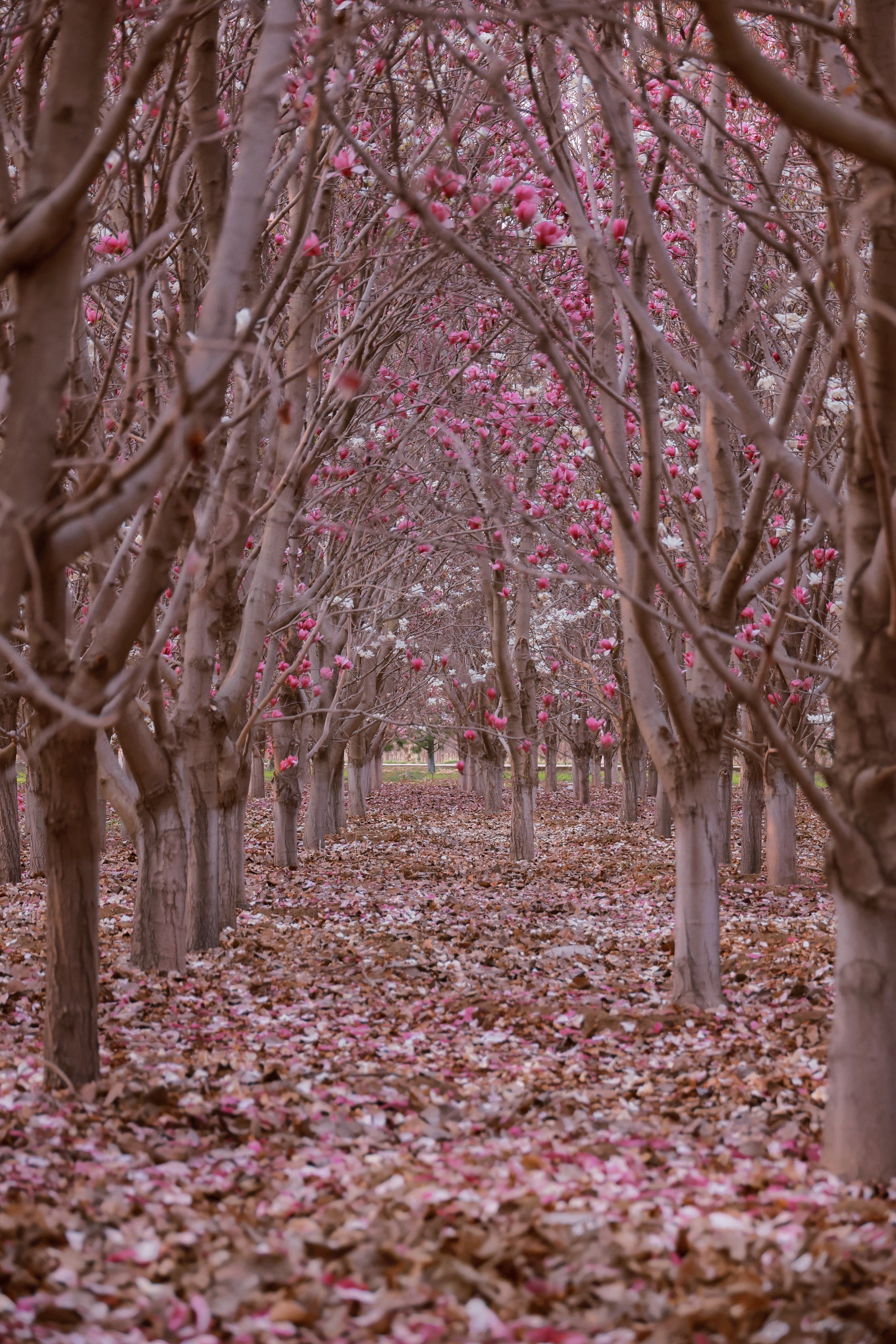 偶遇的一片玉兰树林,竟然美成了一个仙境