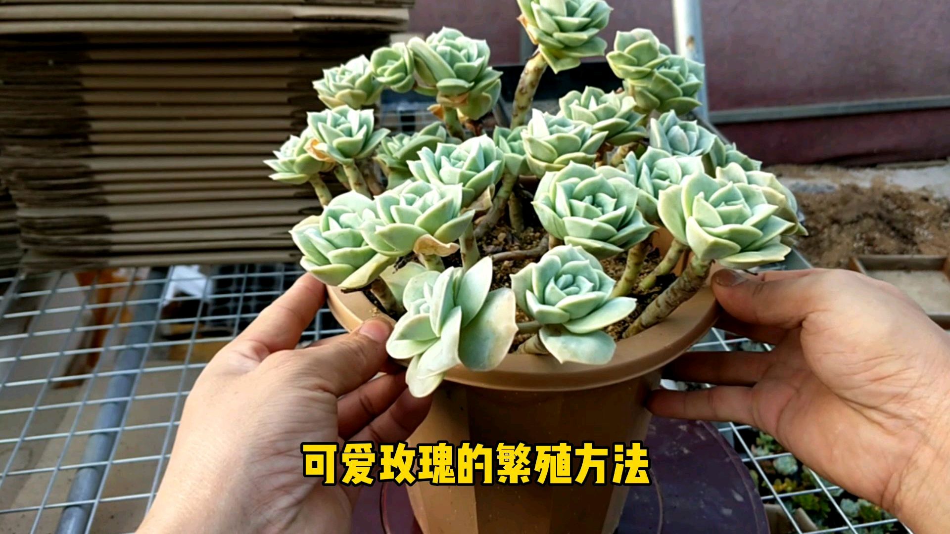 多肉植物,可爱玫瑰,繁殖方法