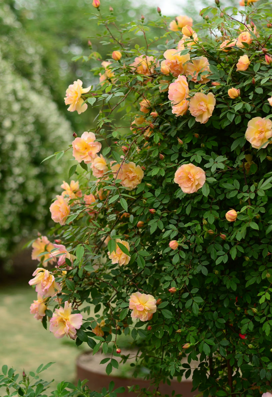 上海植物园的古老月季橘黄香水月季,又名"佛见笑",属于茶香月季系统.
