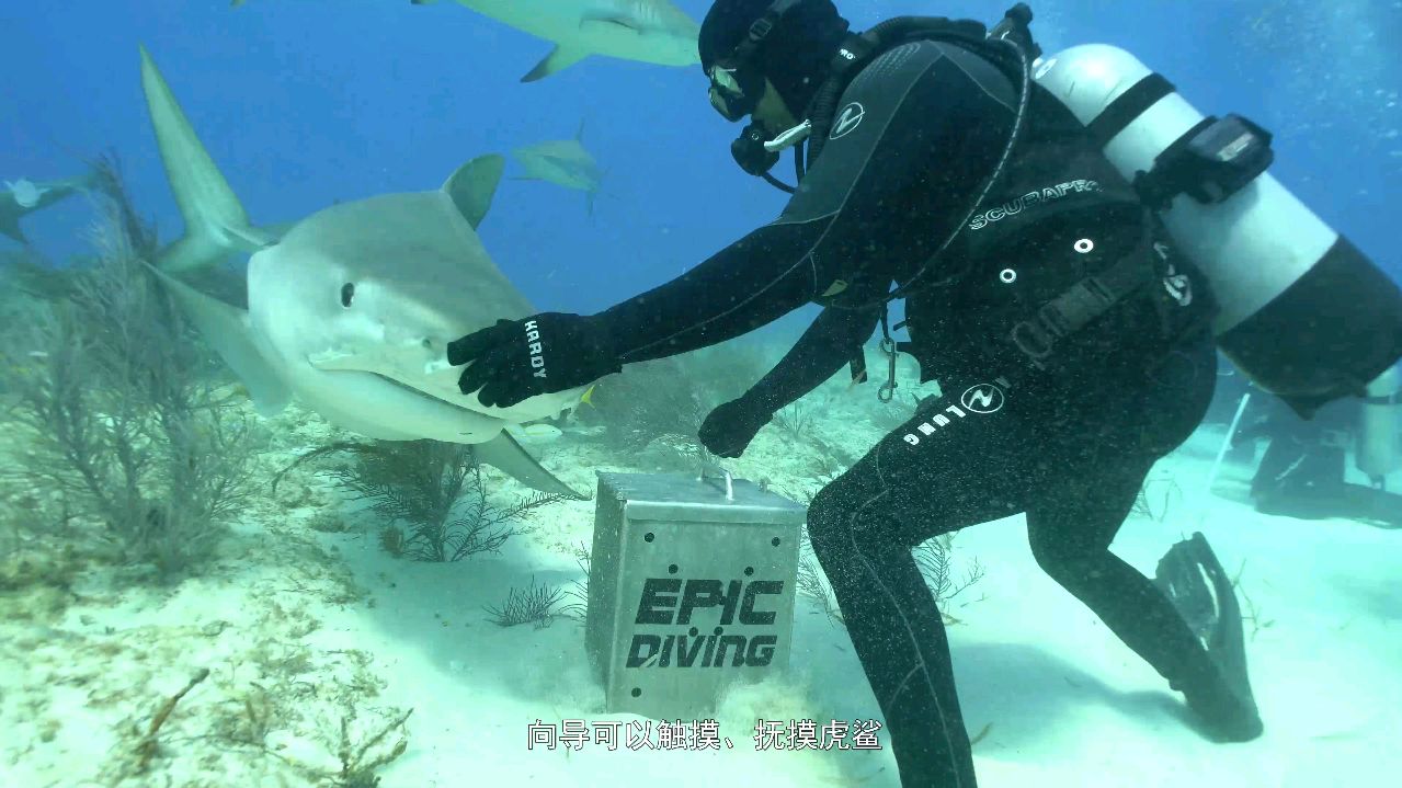 海洋中最凶猛的鲨鱼,在泡泡面前卖萌求食,却被大量捕捞近似濒危