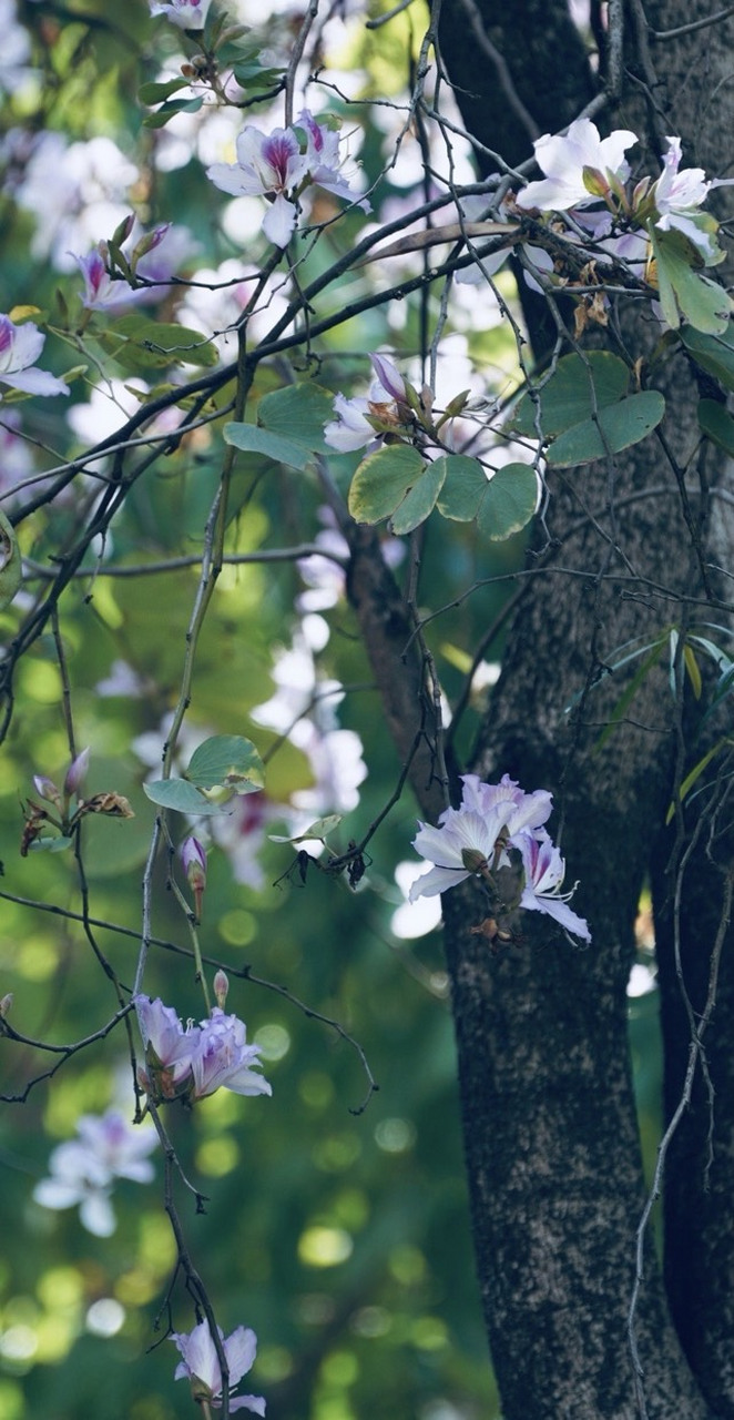 香港市花为红花羊蹄甲,盛花期在冬季,是另一种植物.