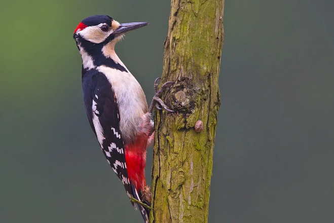 啄木鸟吃什么食物