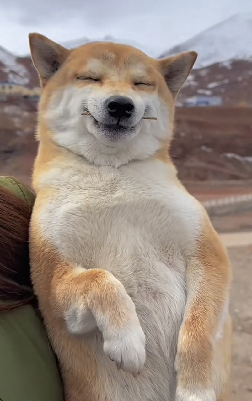 哈哈哈哈哈哈,九转大肠般的微笑#萌宠# #狗狗日常# #狗狗