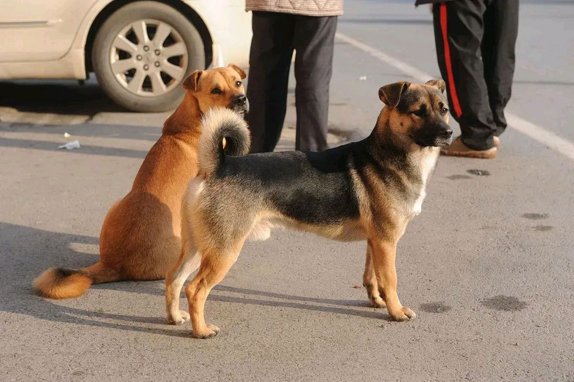 当狗咬人的时候,我们不能把责任完全归咎于狗,而应该追究养狗饶的