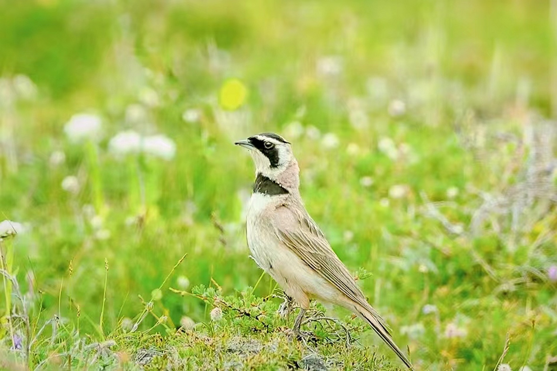 角百灵鸟(百灵科#鸟# )