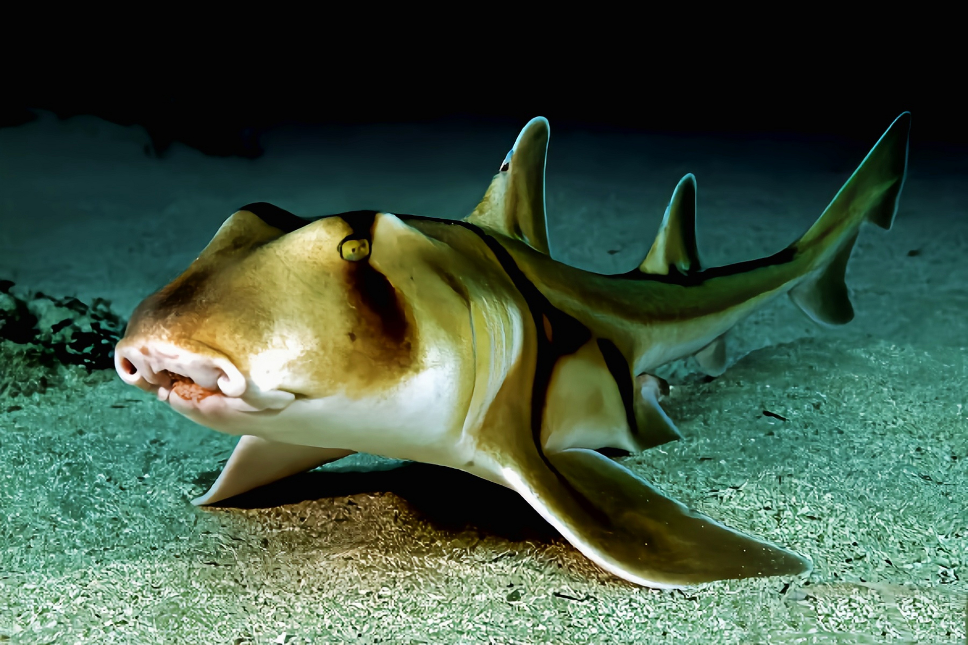 虎头鲨吃什么食物图片