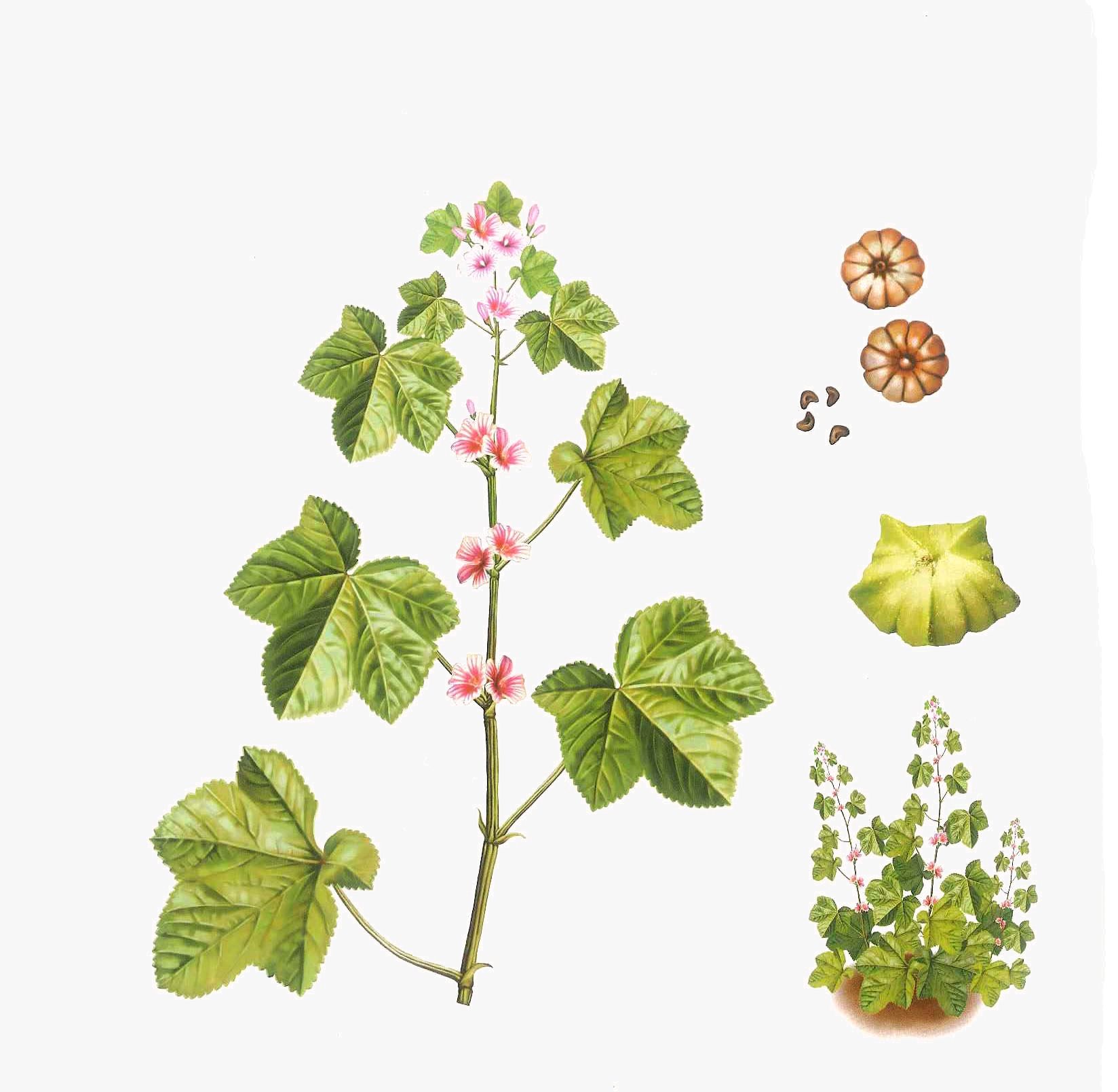 中药古今研究:冬葵子