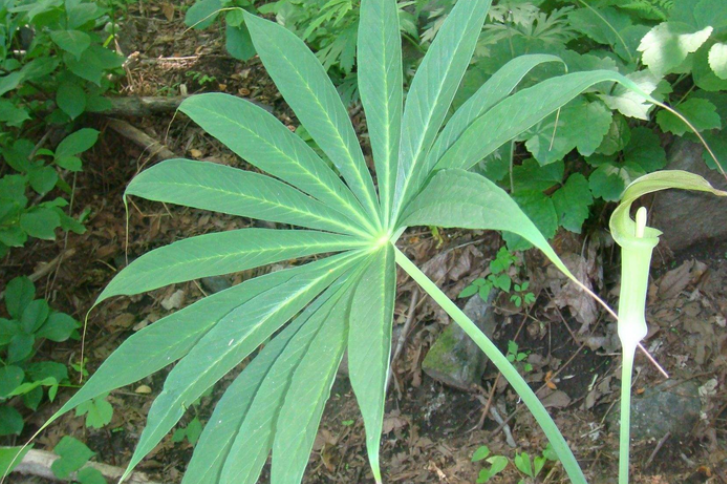 像伞的植物ppt图片