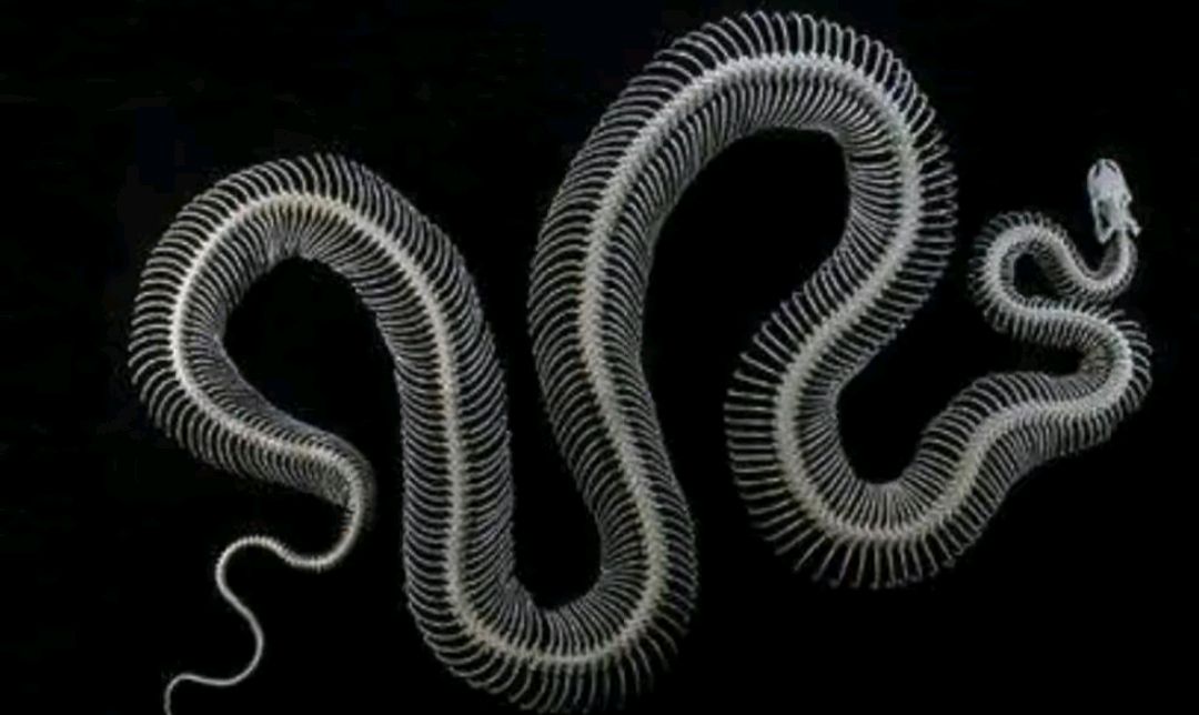 早餐店惊现两条紧紧缠绕的蛇,看到两蛇缠绕会倒霉,是这样吗?