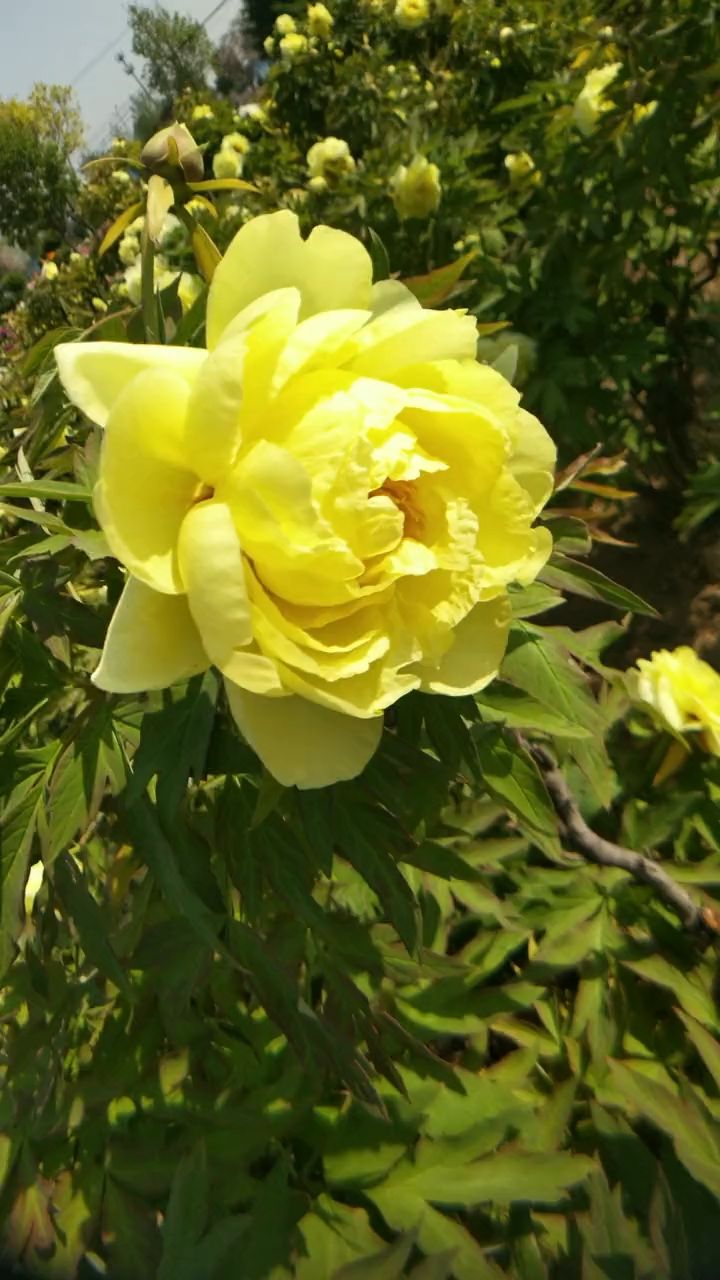 牡丹种植花农为您介绍下黄色系牡丹品种