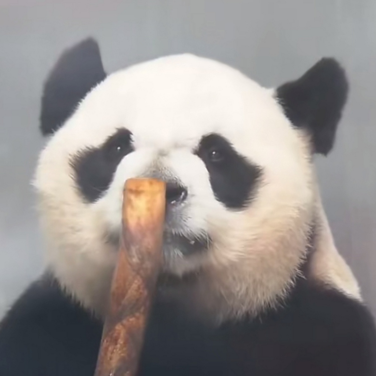 《教父》系列:这根雪茄味道真不错赖[偷笑]