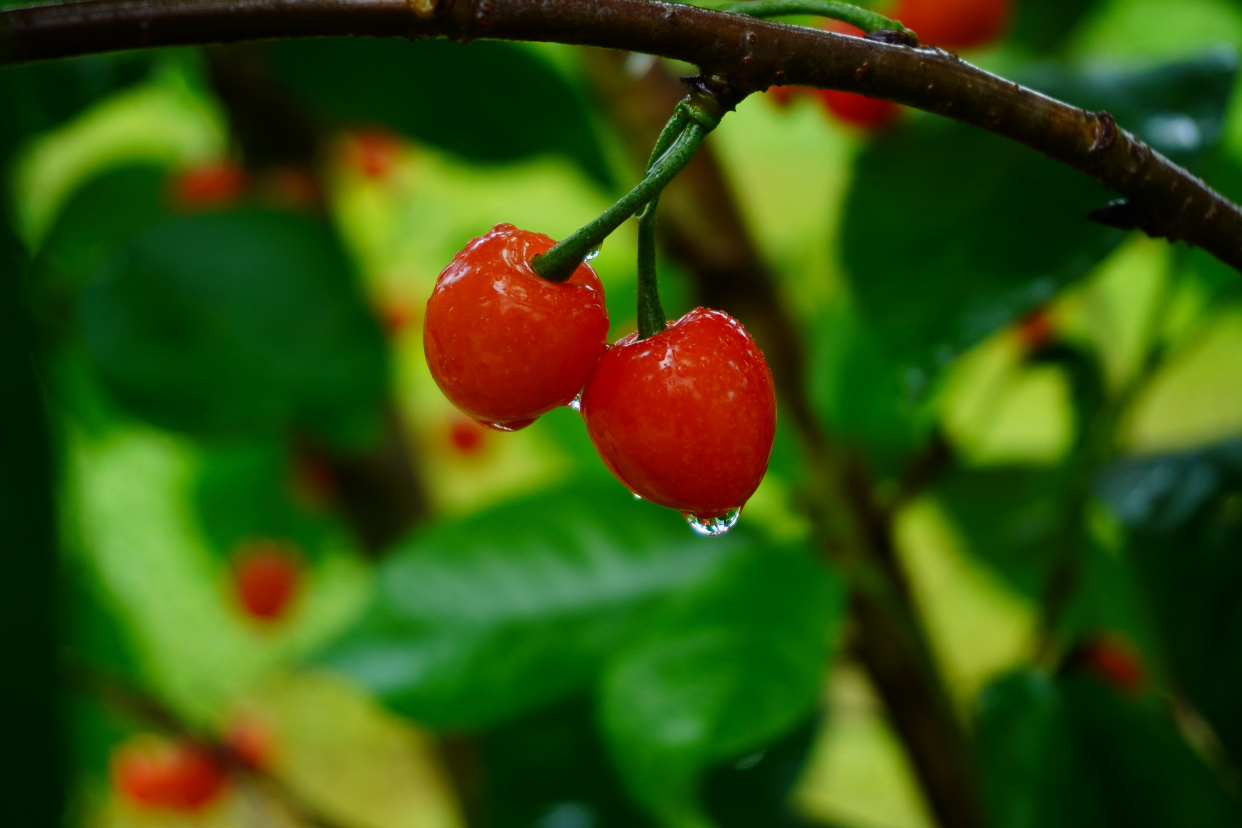 晶莹剔透的樱桃
