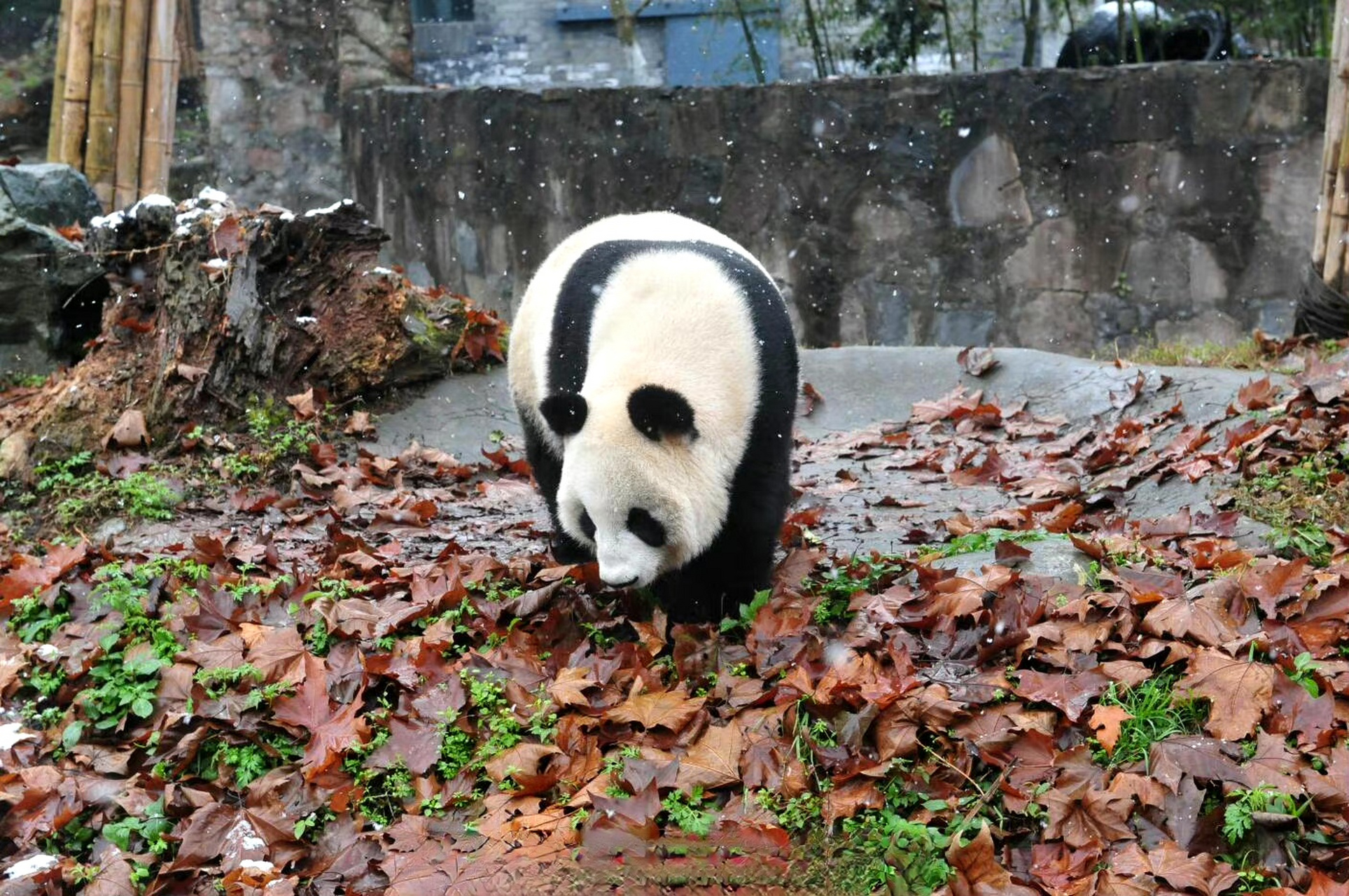 走路内八大熊猫是个花心大萝卜 在自然状态下,未见有野生大熊猫从一而