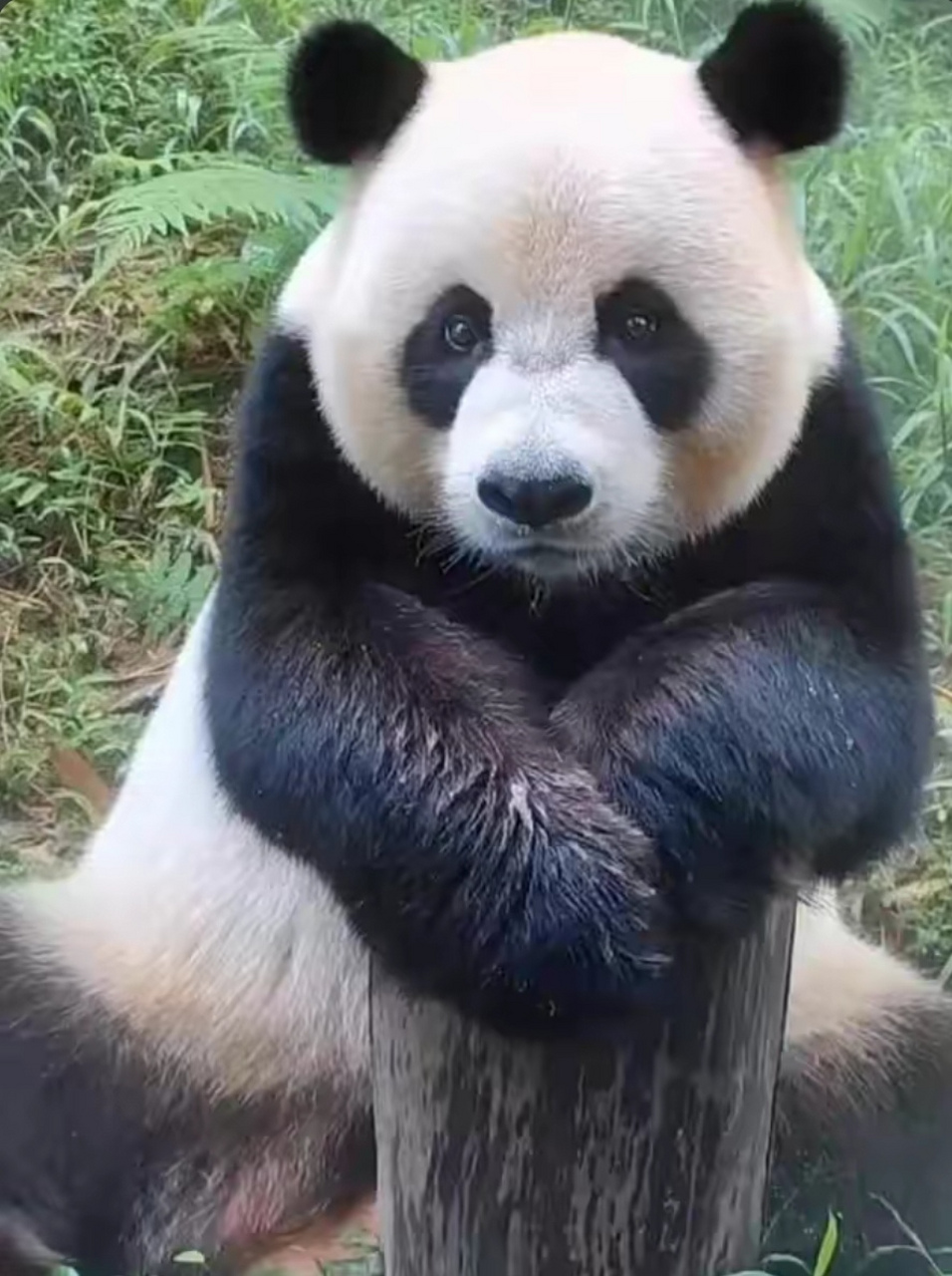 熊猫帅帅本人图片
