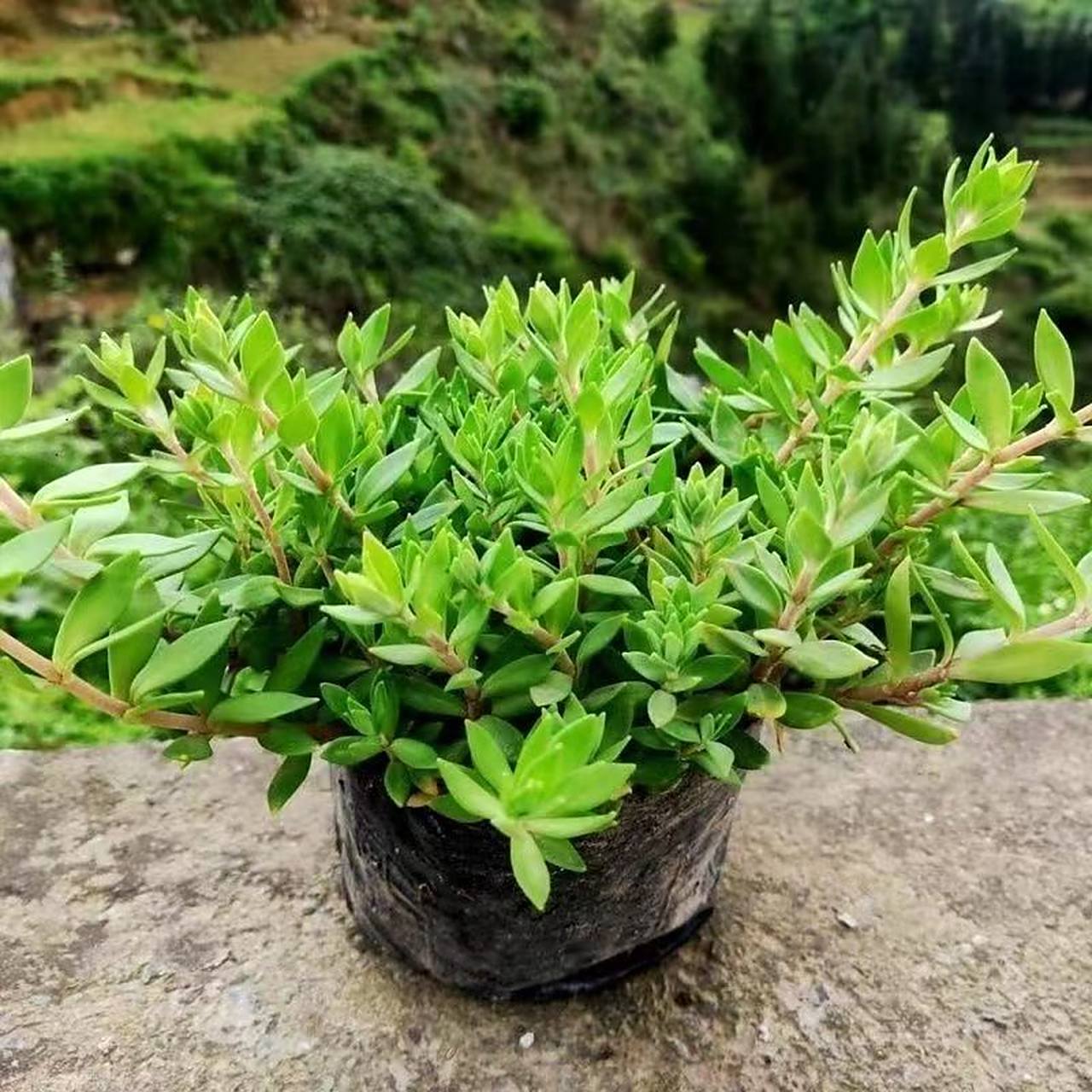 垂盆草正品野生道地中药材垂盆草,对于肝病大国中国