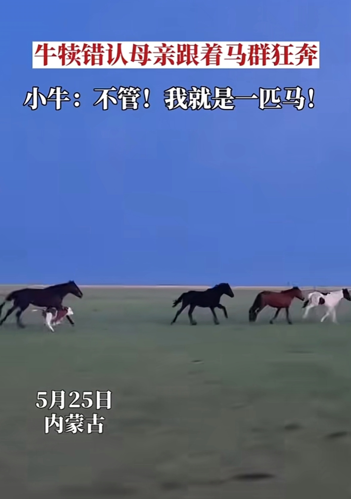 没想到平时慢吞吞的小牛在马群里竟然飞奔的这么快相信要是这么