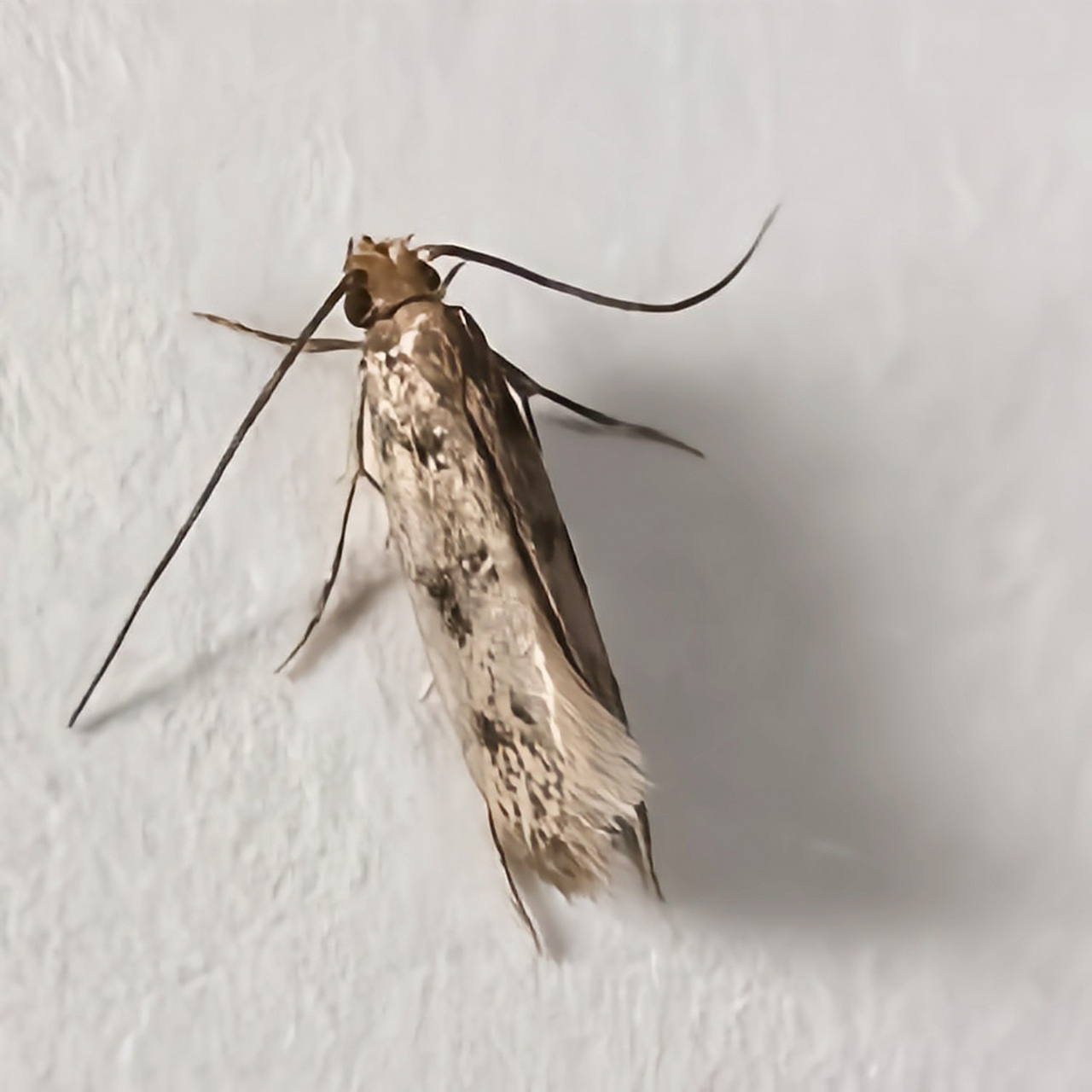 每天认识一种昆虫——衣蛾   衣蛾是鳞翅目衣蛾科昆虫,分布广泛是一种