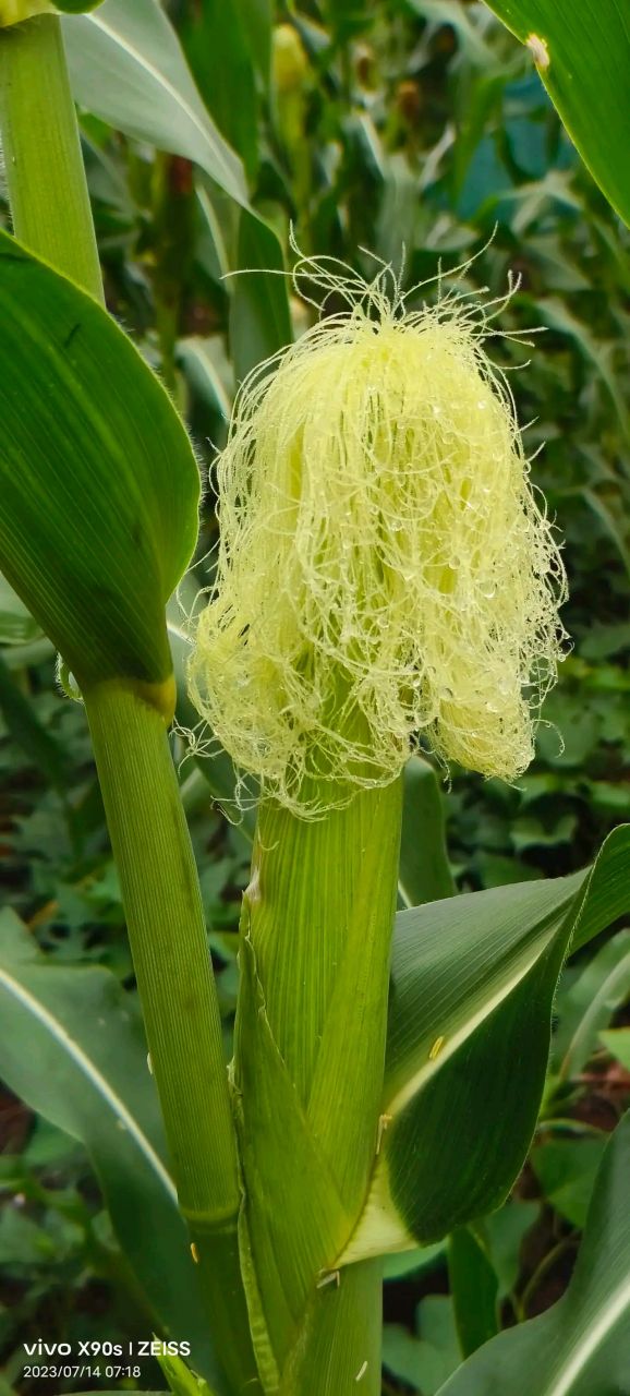 超美的发型 (玉米须) #我要上热门