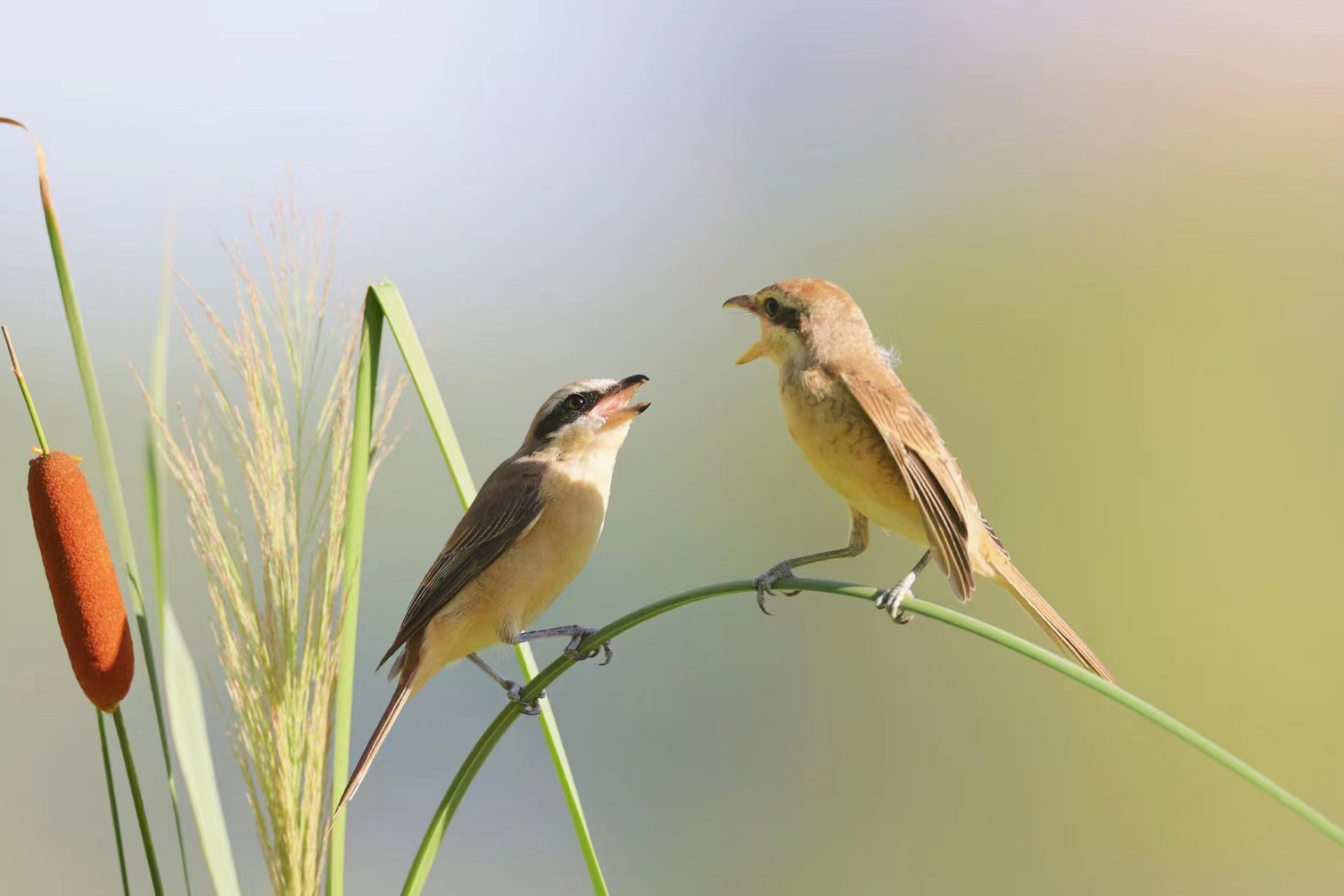 贯彻二十大辽宁在行动# #美好辽宁欢迎您# 鸟鸣啾啾