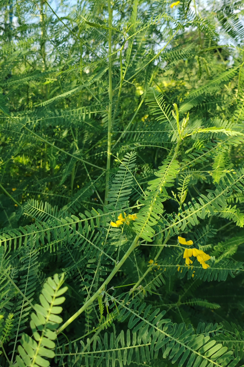 路边常见100种植物图片