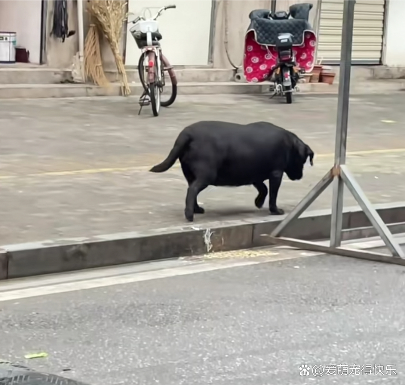 网友:马路边看到的,也不知道谁家猪跑丢了