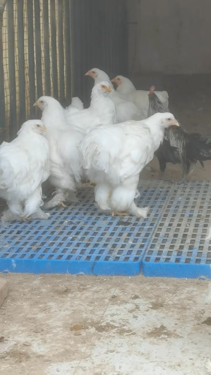 纯白婆罗门鸡超大体型的鸡品种