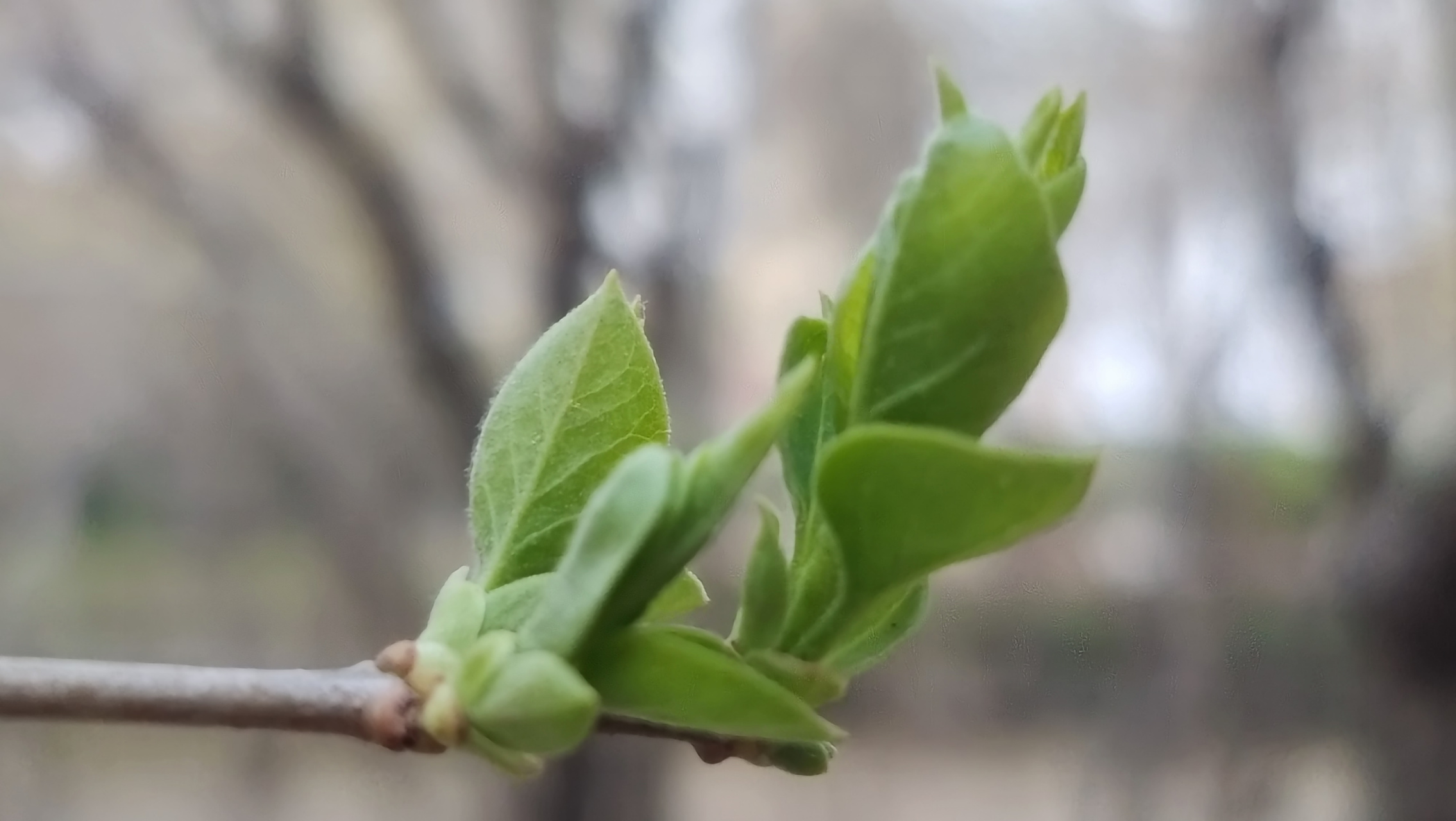 新鲜初放芽的绿  一簇簇新鲜的嫩芽长出来,绿莹莹的,立在枝头上面,绿