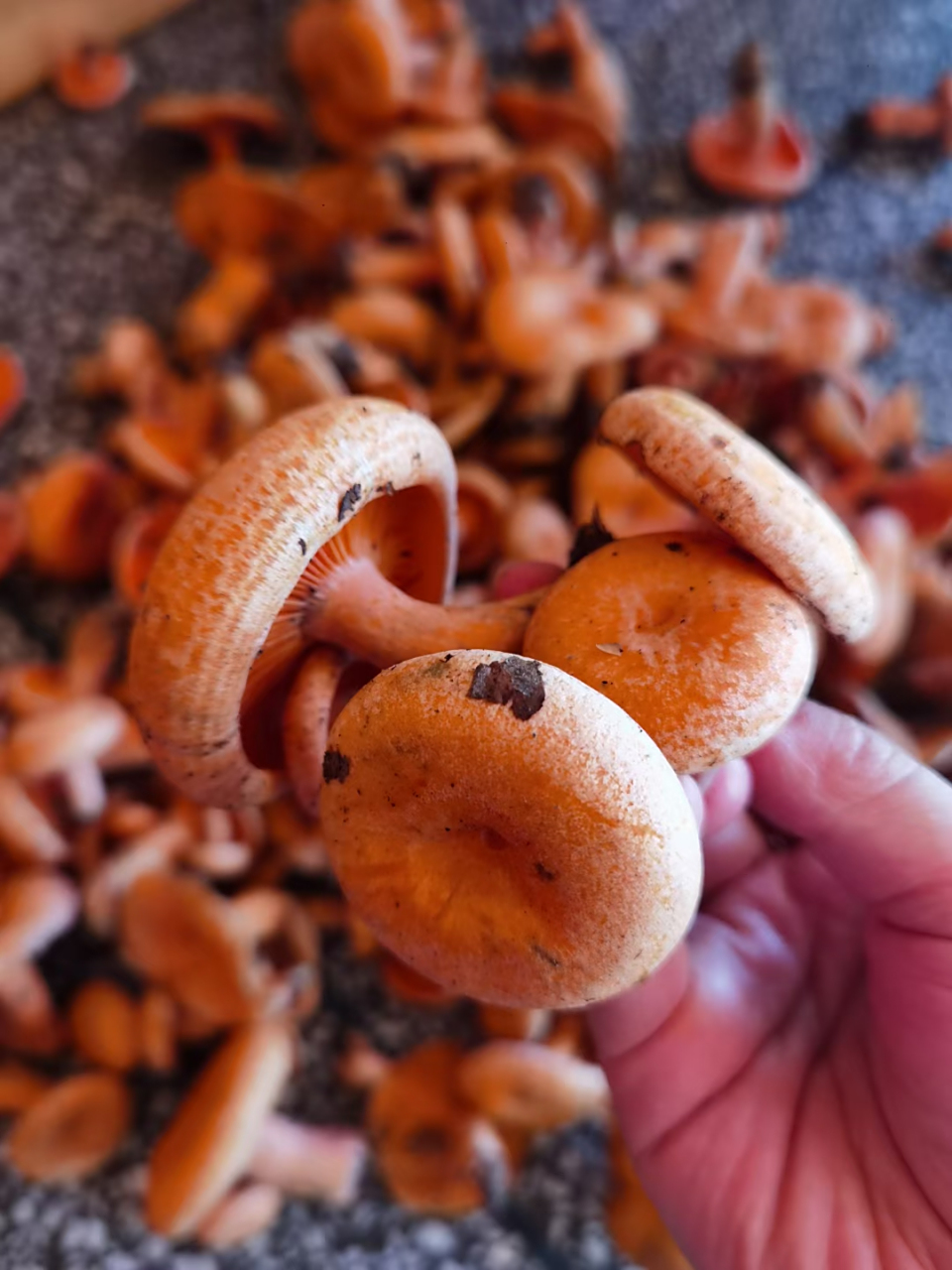 湖南农村六月野生黄枞菌又可以吃了,舌尖上的中国!