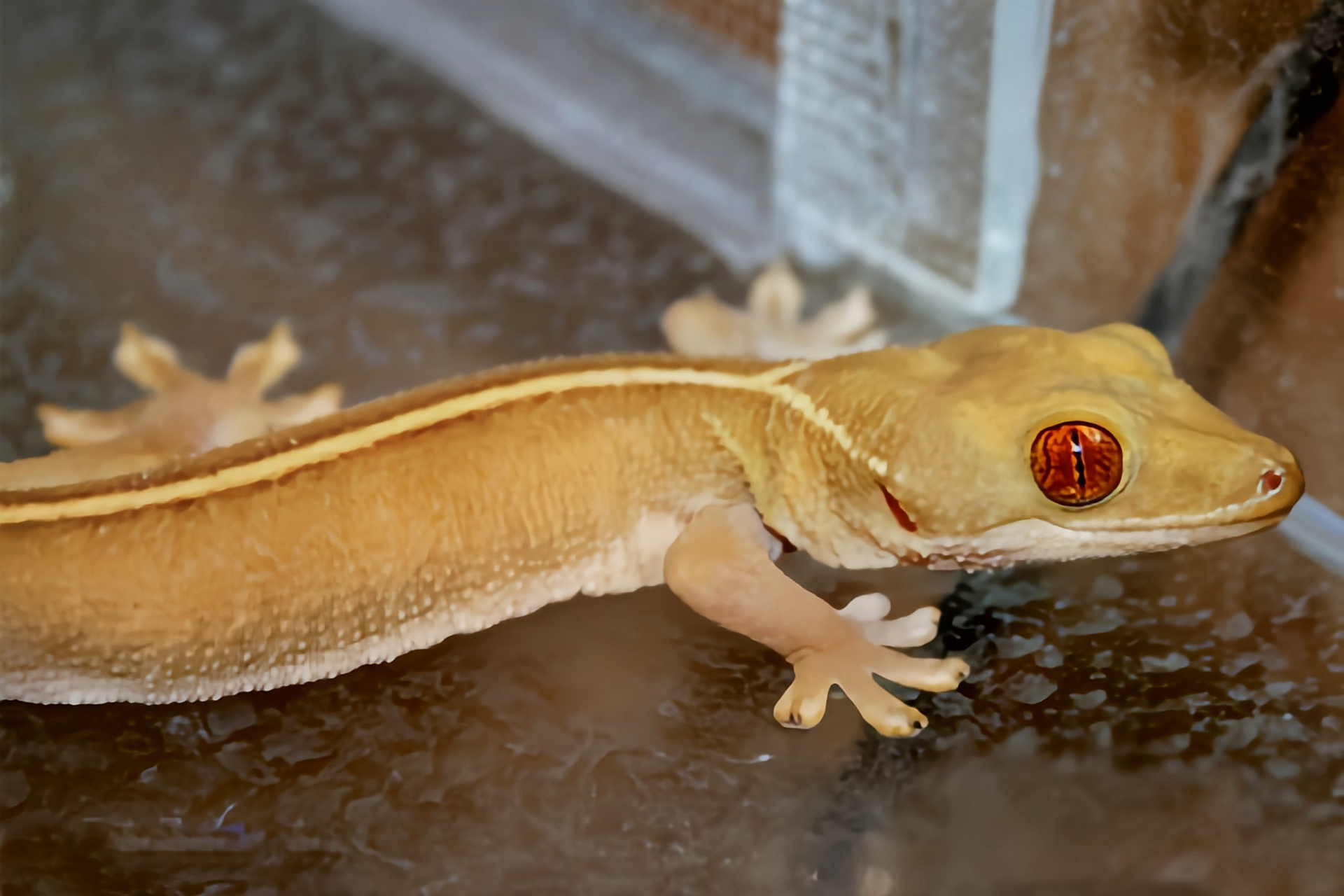 每天认识一种动物——白脊壁虎 白脊壁虎原产于大洋洲新几内亚岛及