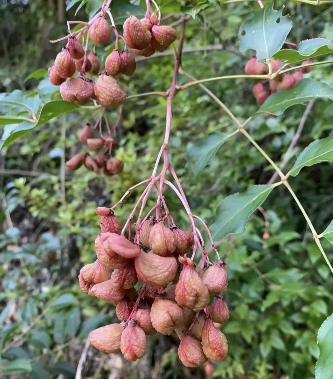 原来腰果是这样长的[三哈]