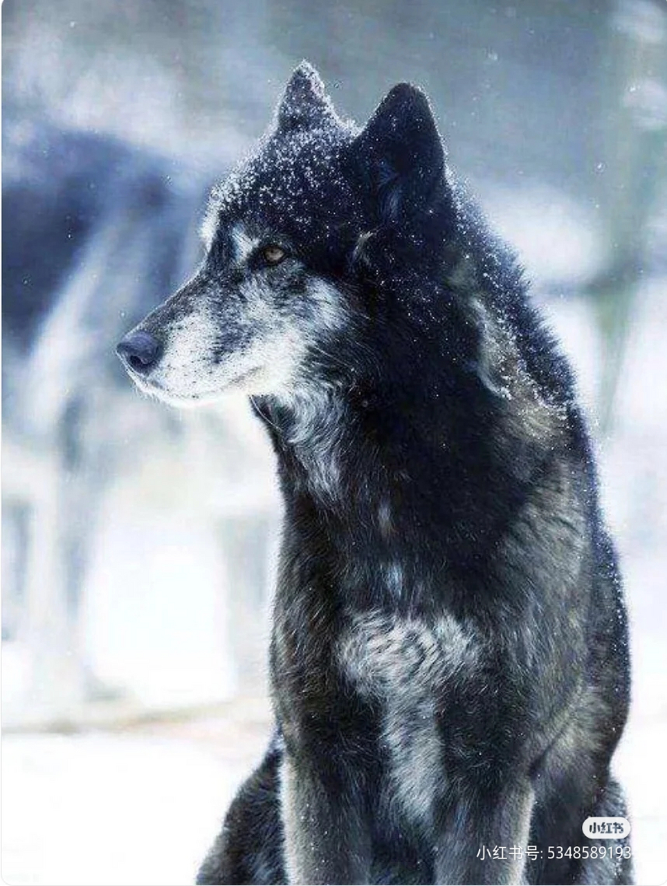 动物世界,雪地里的狼