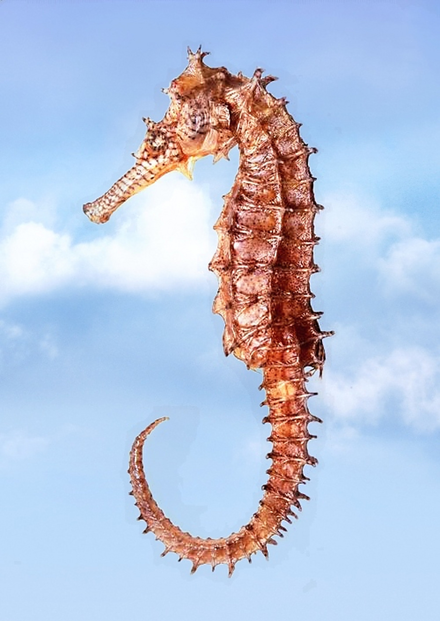 六百年前,在建造故宫太和殿的屋脊上,排行第五的神兽是海马.