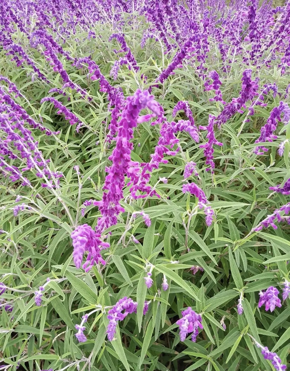 鼠尾草常栽培来做为厨房用的香草或医疗用的药草