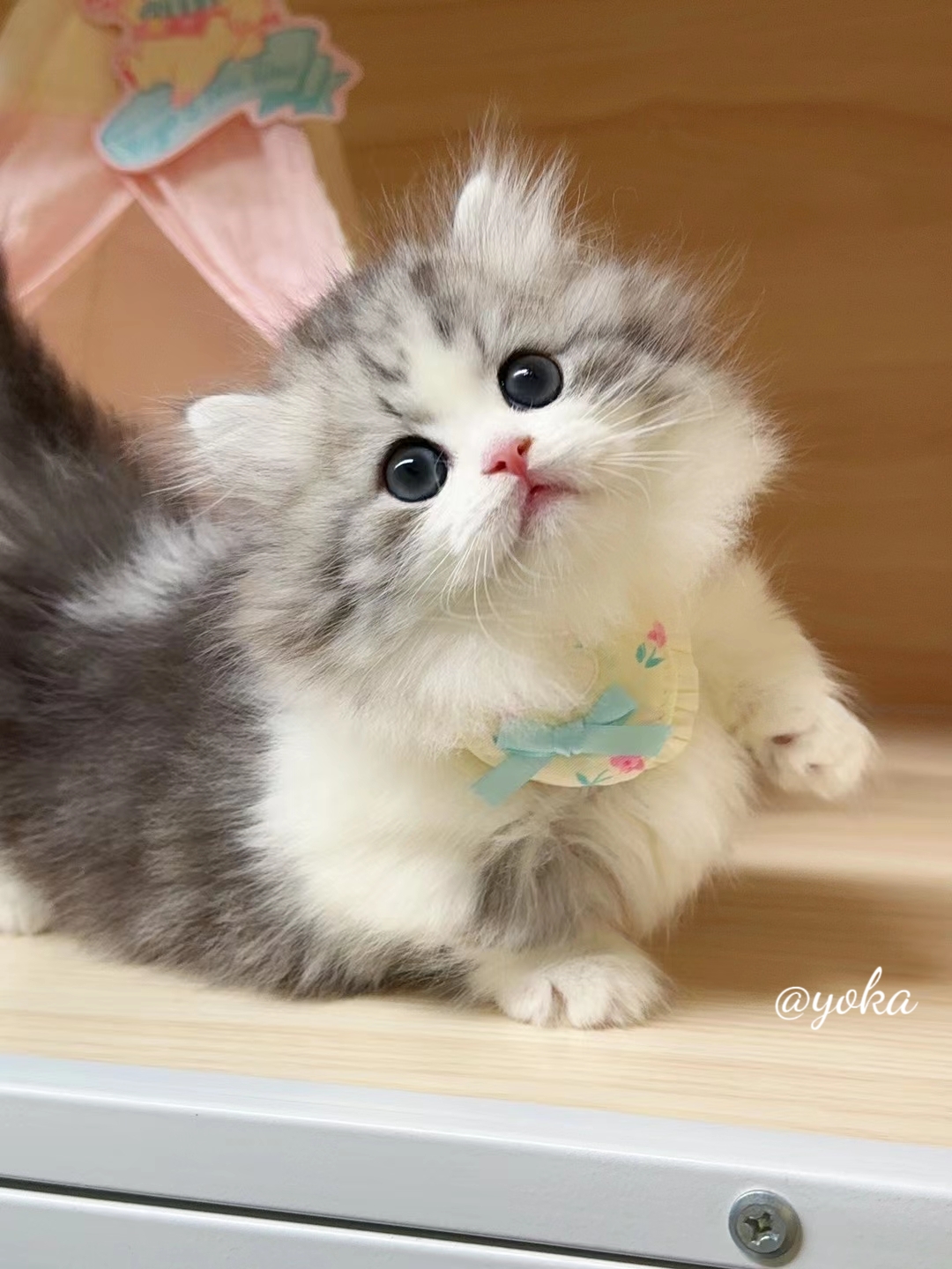 精品新银白米努特矮脚弟弟