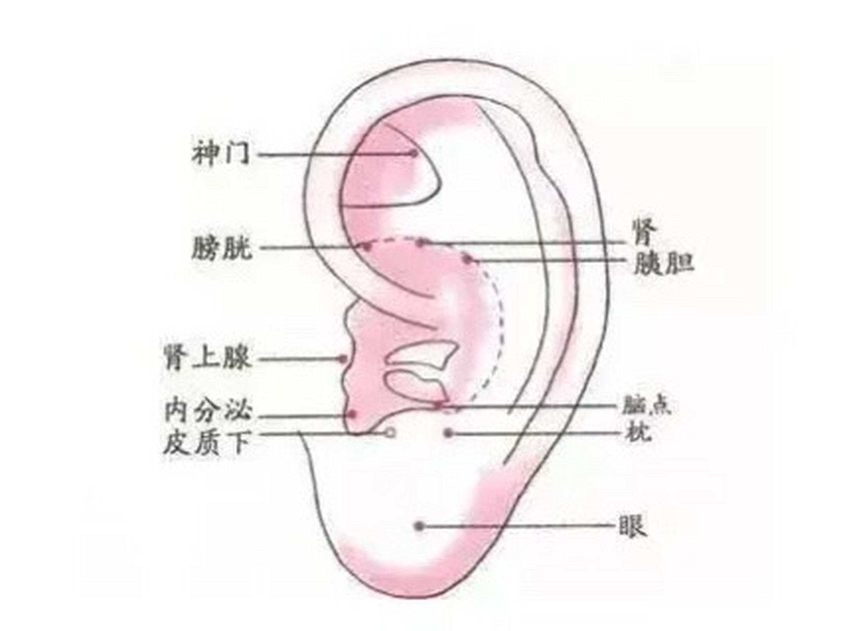 耳朵肾的准确位置图图片