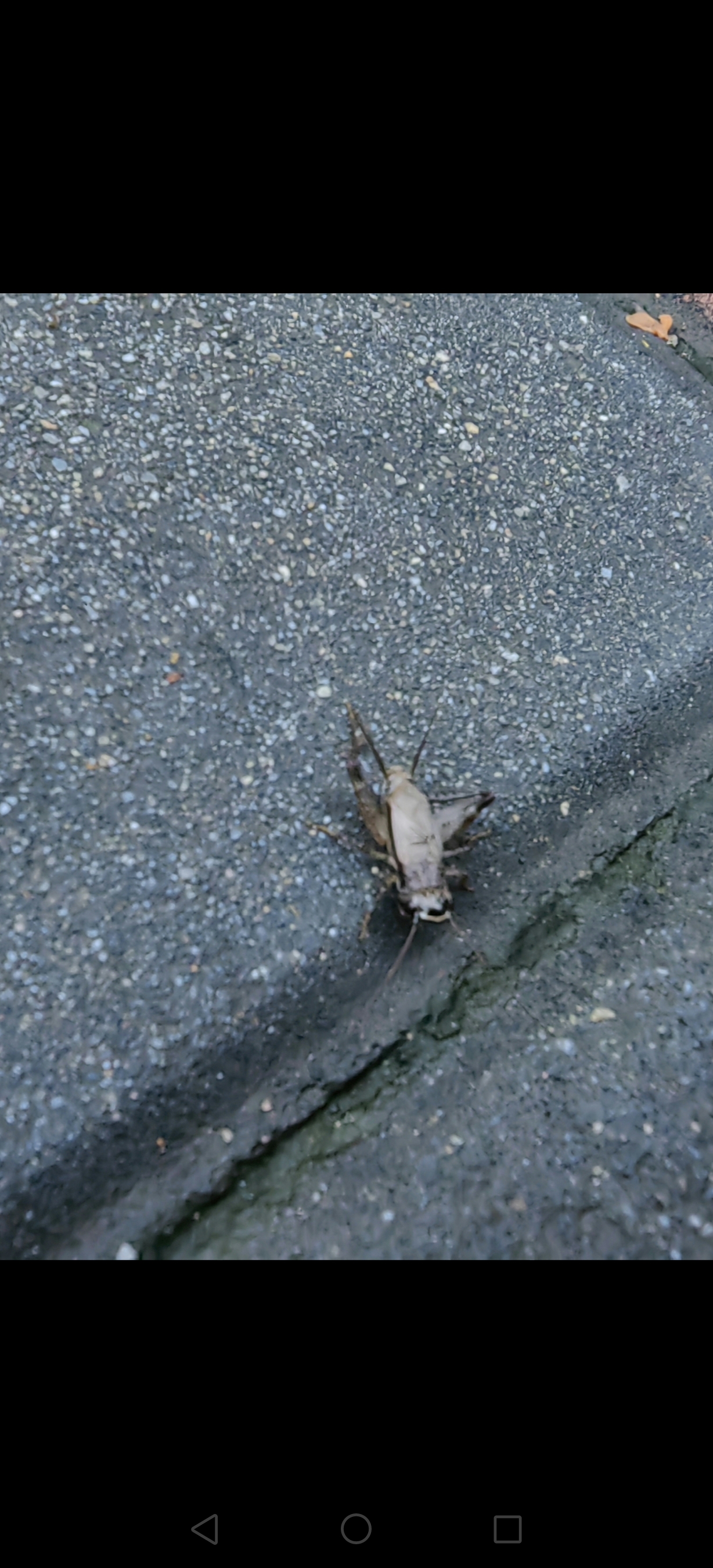 在西安某街道路边看到的大棺头蟋蟀∽ 蟋蟀又叫蛐蛐,古代人叫促织