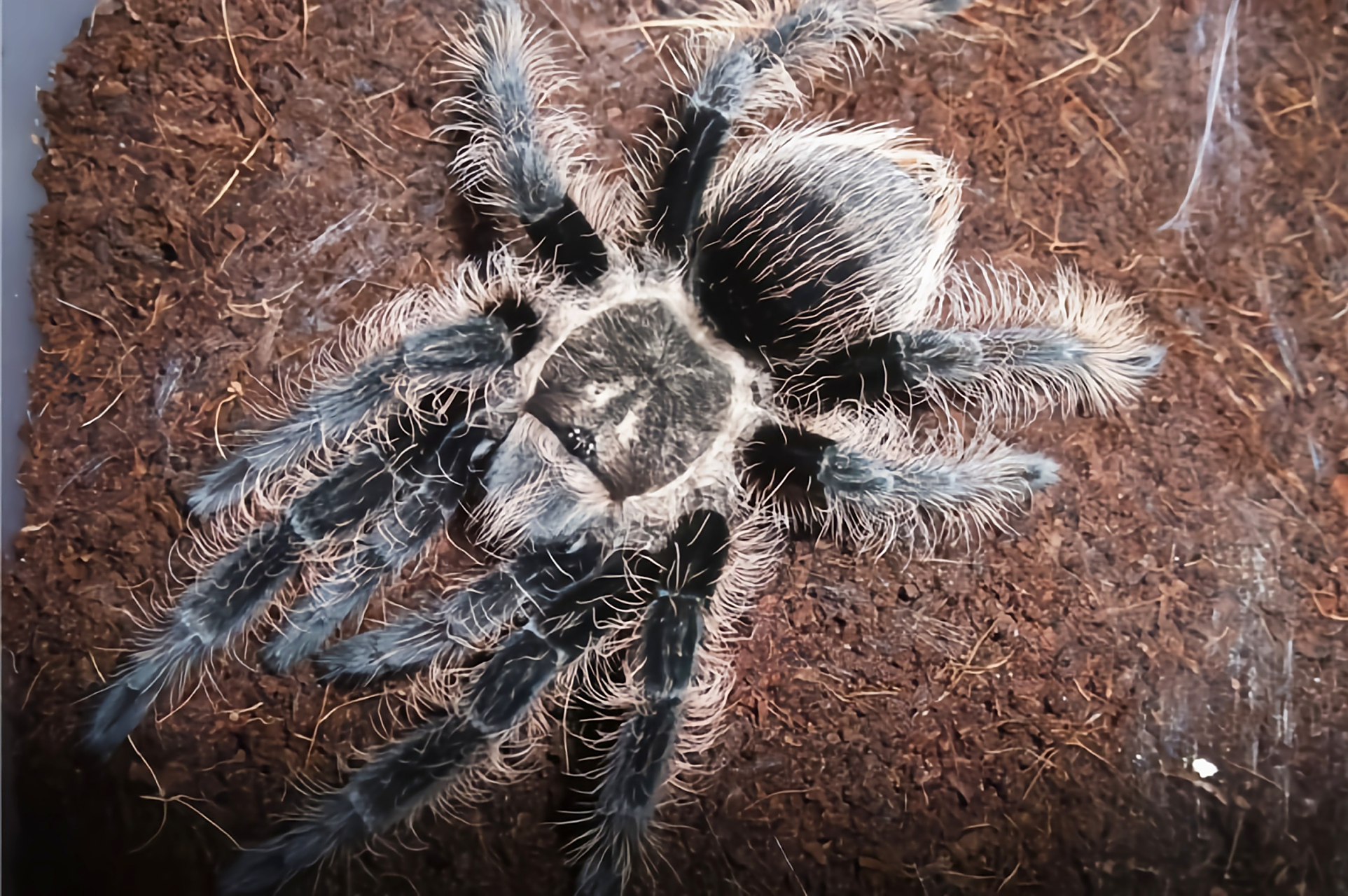 每天认识一种动物——洪都拉斯卷毛蛛 洪都拉斯卷毛蛛是蜘蛛目,捕鸟蛛