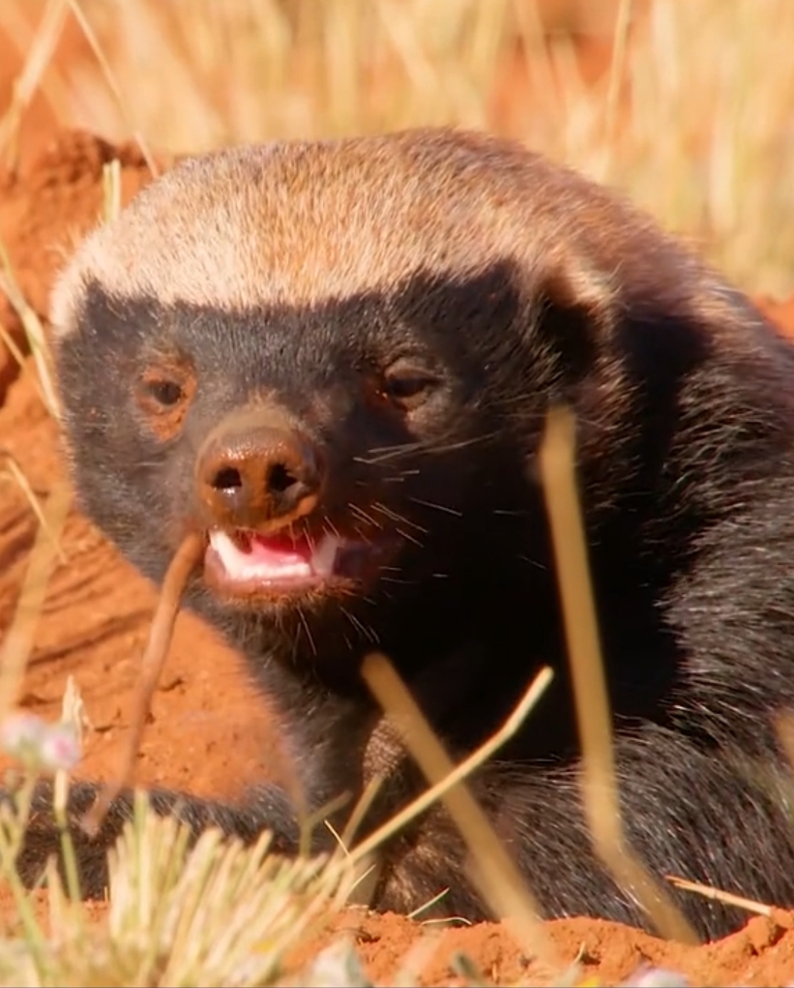 蜜獾雌雄间的体型差异甚大,雄性的体重有时是雌性的二倍.