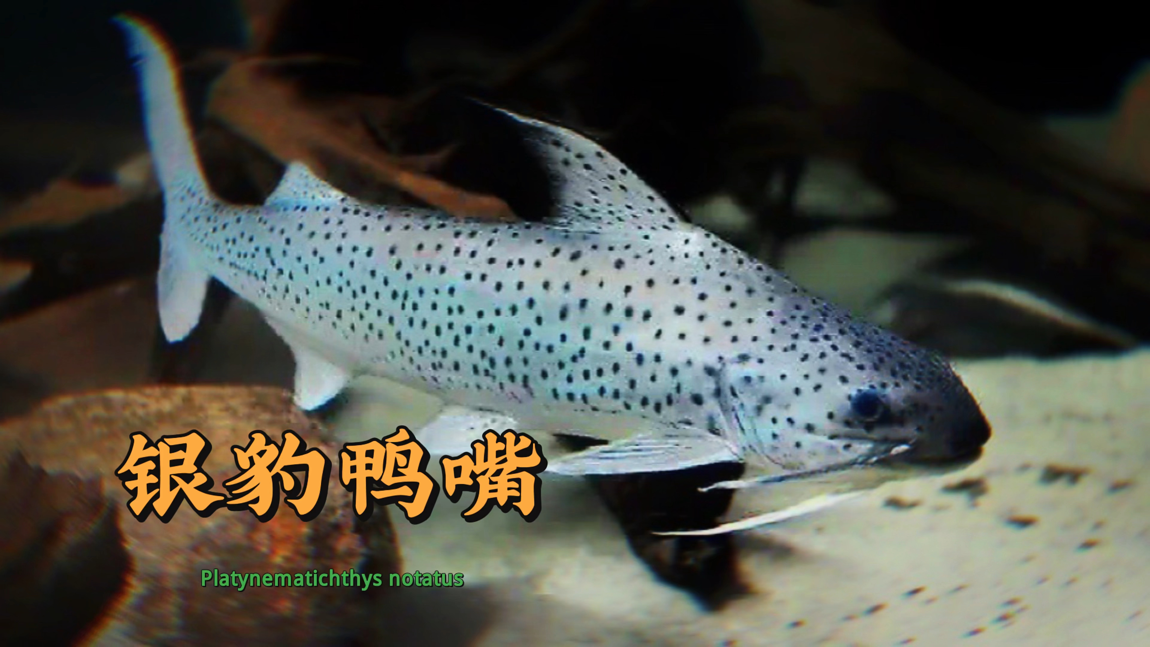 梦幻级鱼种,银豹鸭嘴鲶