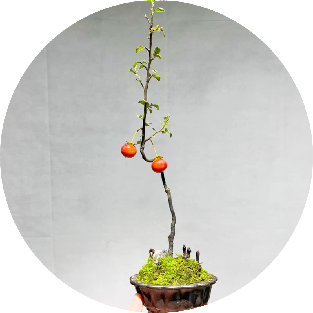 文人树金弹子盆景