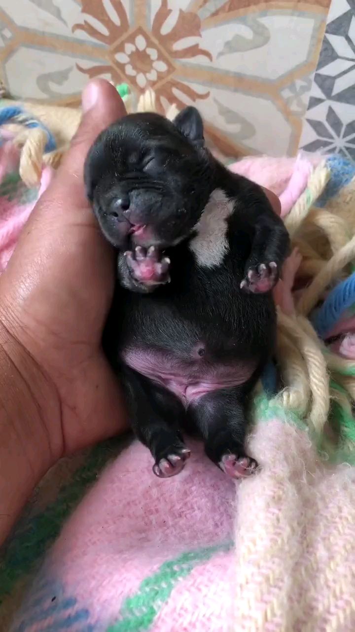 小法斗出生一周了