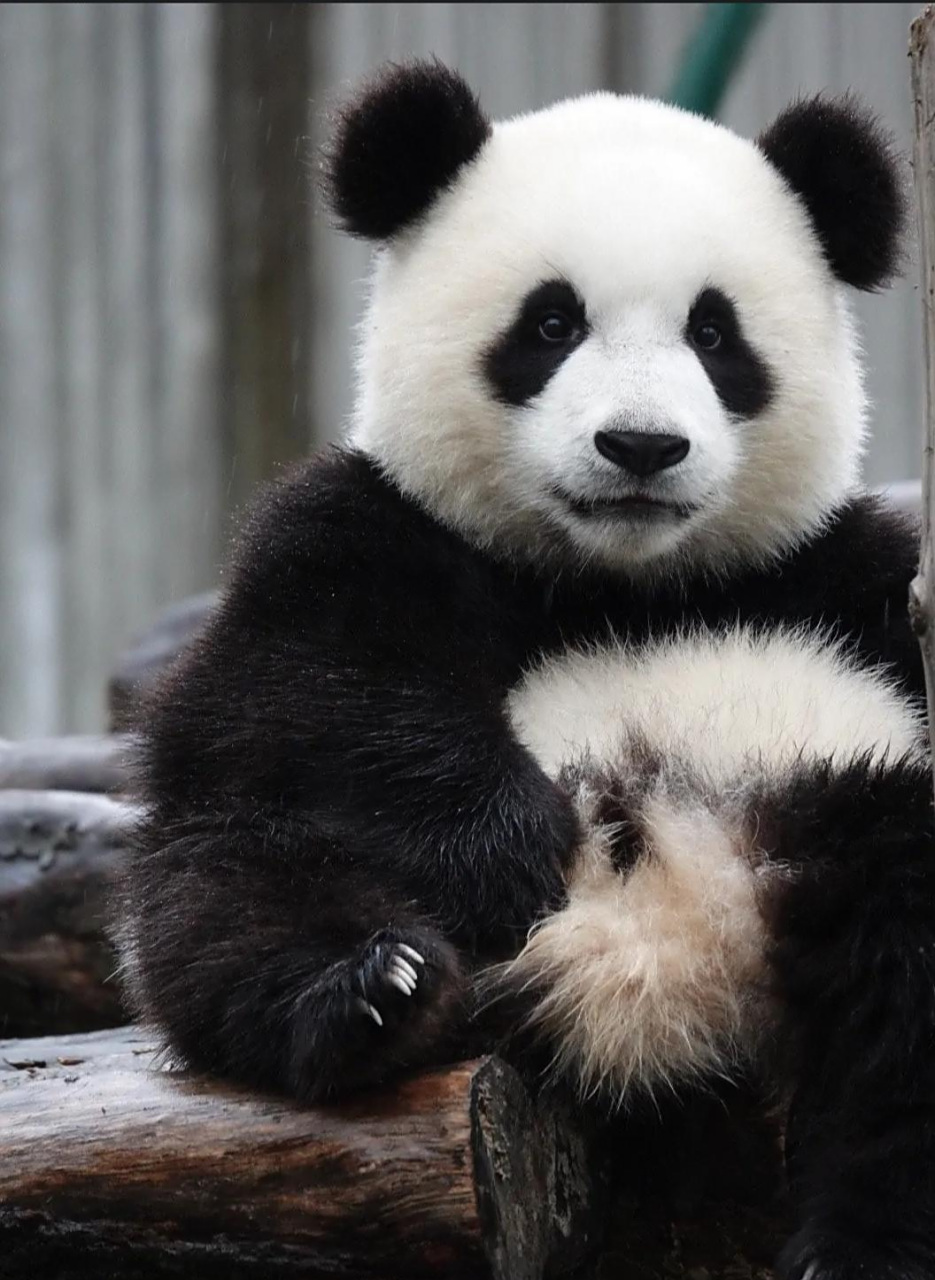 大熊猫 "颜王"皓月,喜妹炫技之作! 67